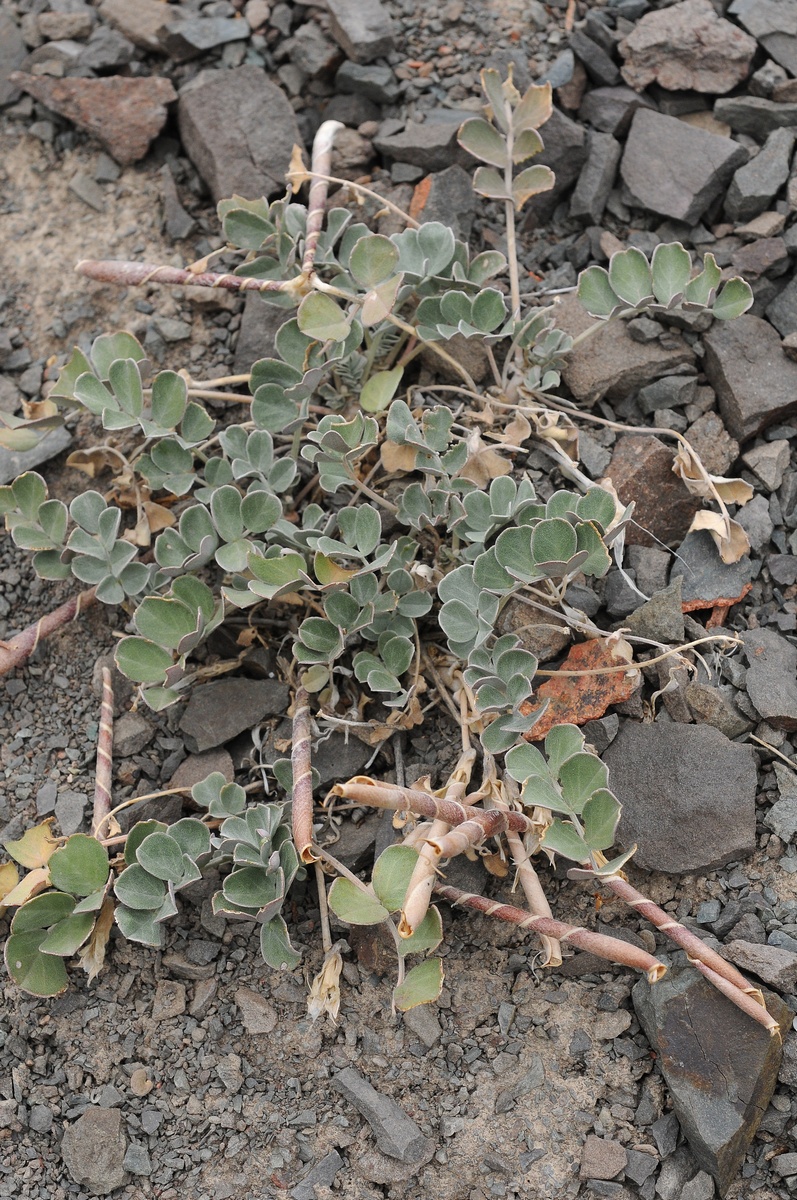 Image of Chesneya dshungarica specimen.