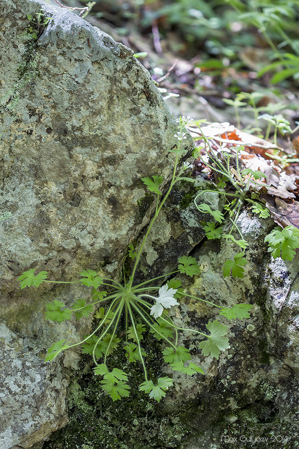 Image of Saxifraga irrigua specimen.