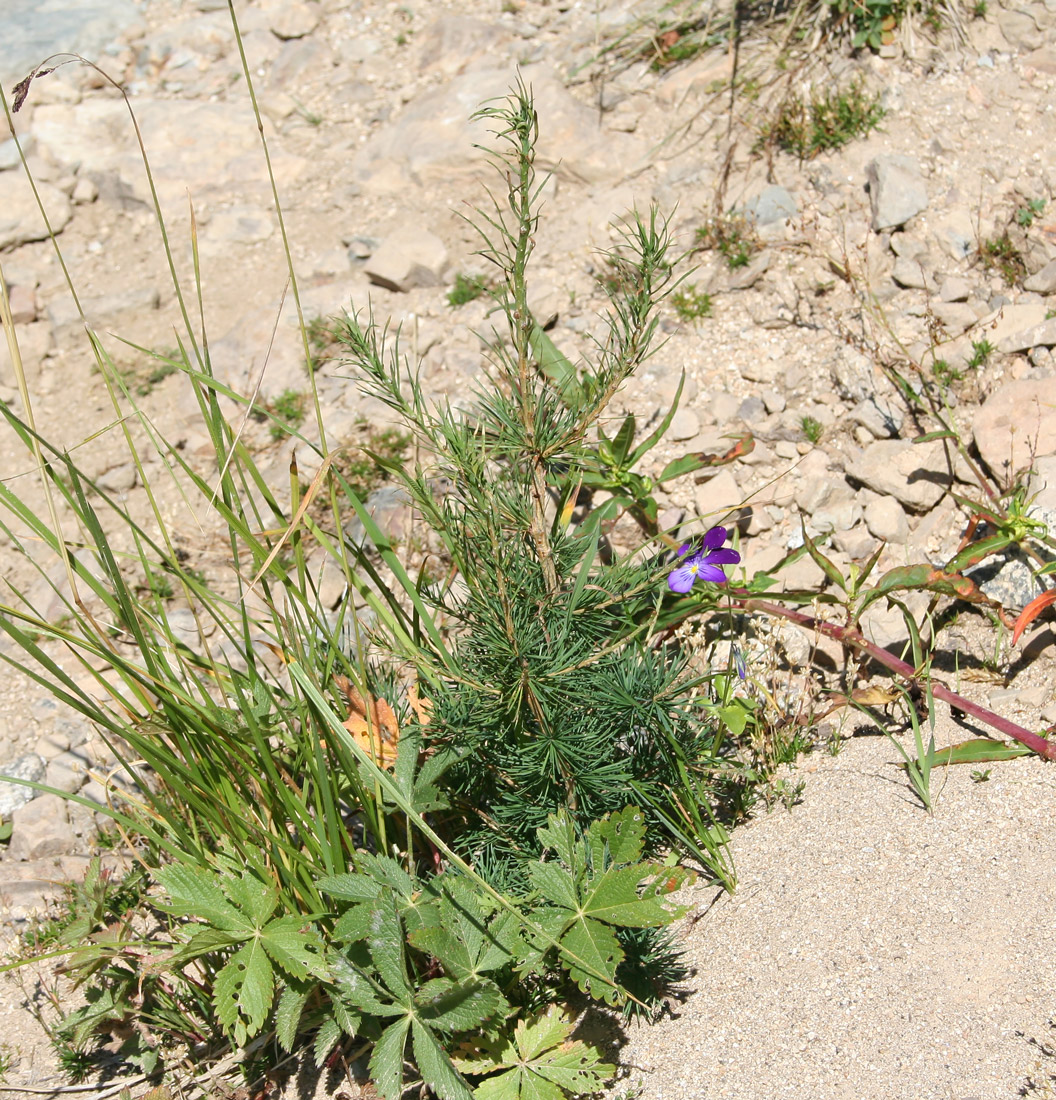 Image of Larix sibirica specimen.