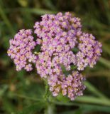 Achillea millefolium. Соцветие. Восточный Казахстан, Уланский р-н, окр. с. Украинка, луг. 21.06.2015.