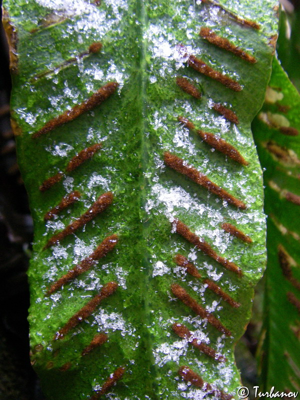 Изображение особи Phyllitis scolopendrium.