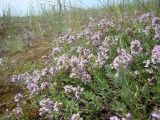 Thymus pallasianus. Цветущие растения. Пензенская обл., ГПЗ \"Приволжская лесостепь\", уч-к \"Кунчеровская степь\". 12 июня 2013 г.