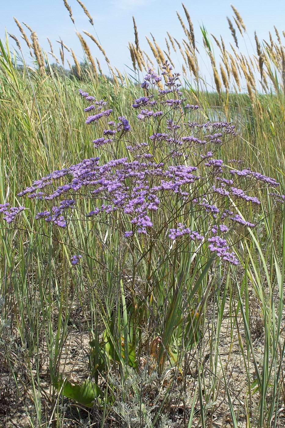 Изображение особи Limonium scoparium.