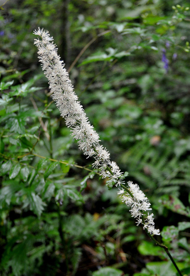 Image of Cimicifuga simplex specimen.