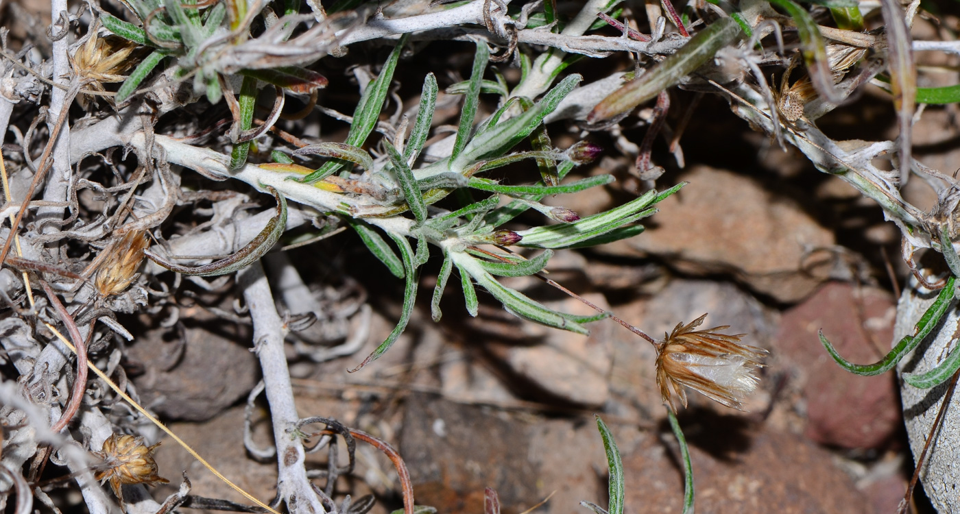 Image of Phagnalon purpurascens specimen.