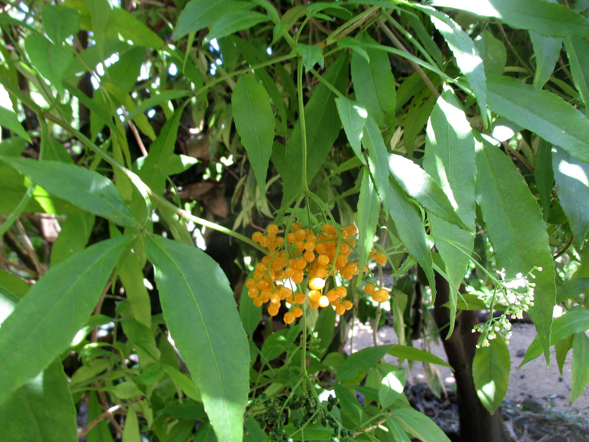 Изображение особи Sambucus australasica.