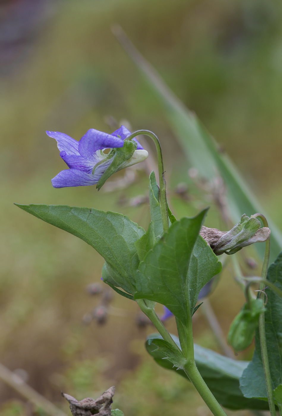 Image of Viola canina specimen.