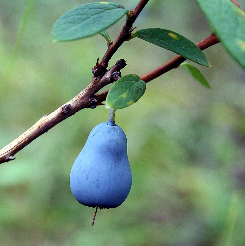 Image of Vaccinium uliginosum specimen.