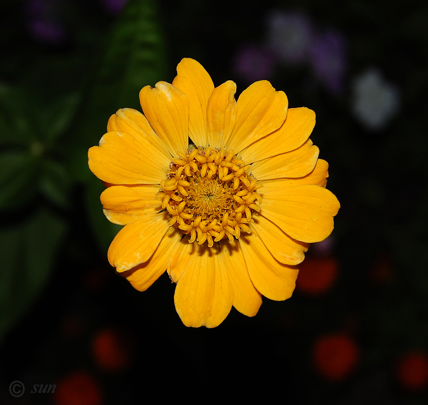 Изображение особи Zinnia elegans.