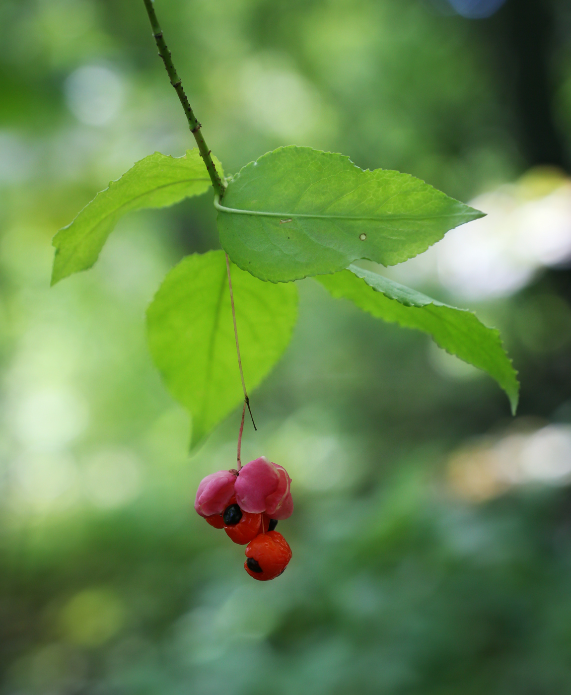 Image of Euonymus verrucosus specimen.