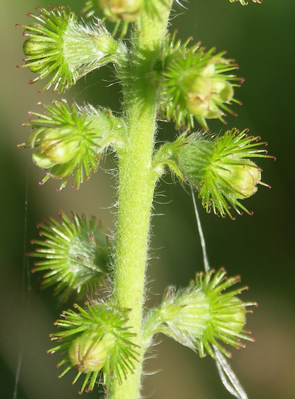 Image of Agrimonia eupatoria specimen.