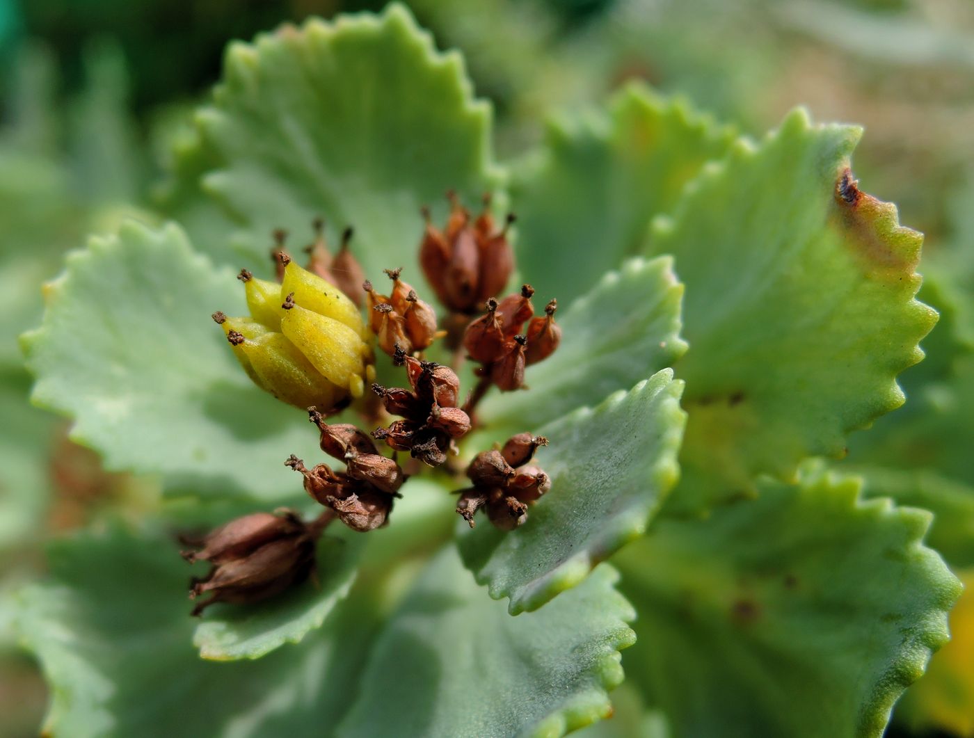 Изображение особи Rhodiola rosea.