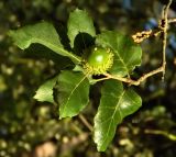 Quercus suber