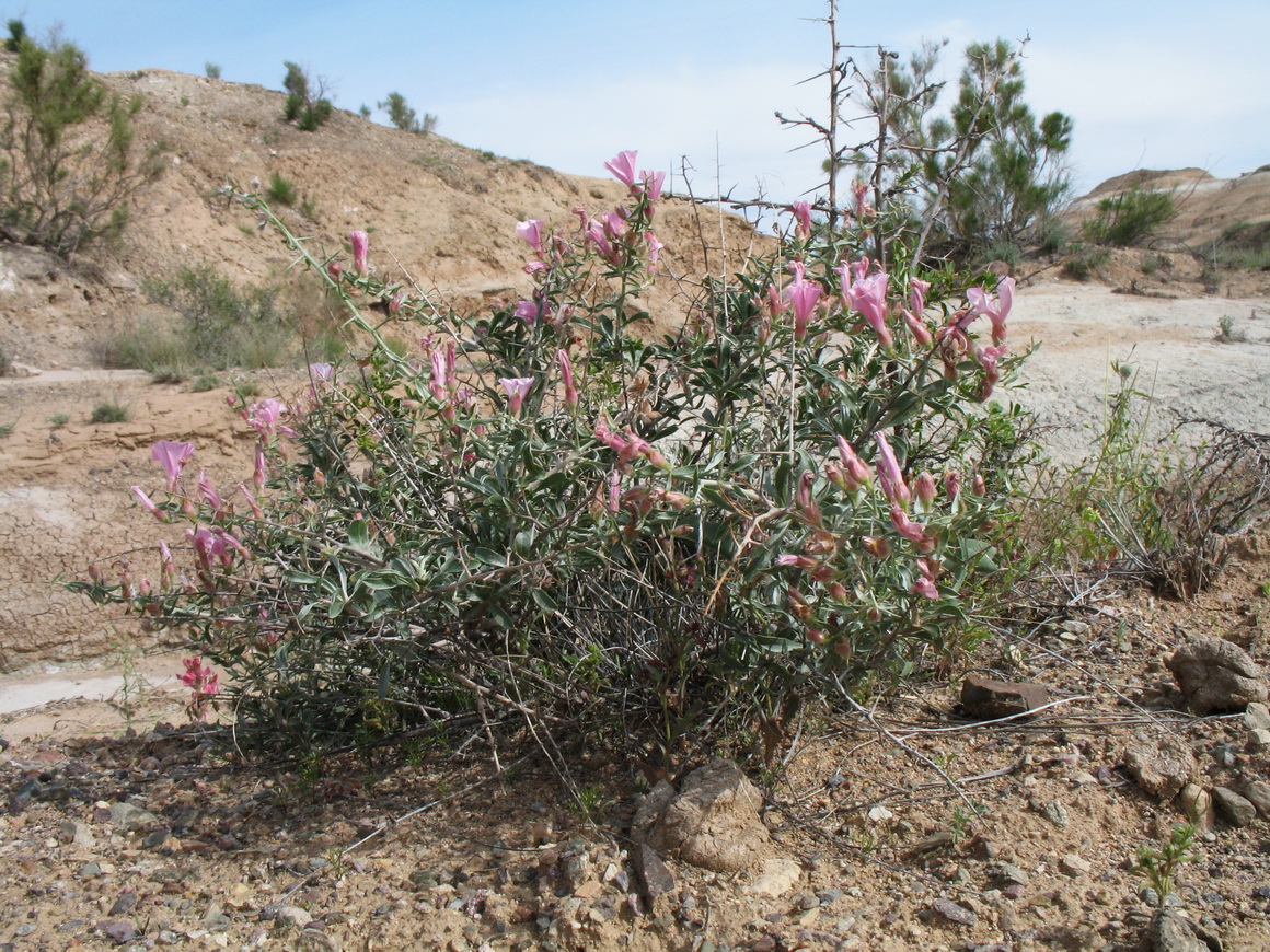 Image of Convolvulus fruticosus specimen.