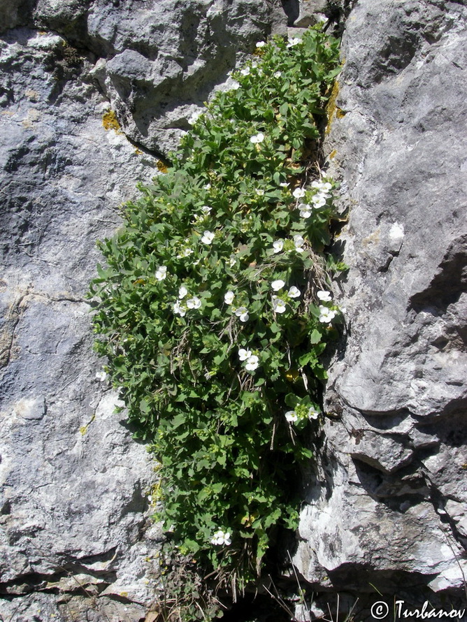 Image of Arabis caucasica specimen.