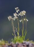Смотреть изображение Silene chamarensis