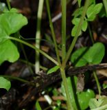 Viola verecunda