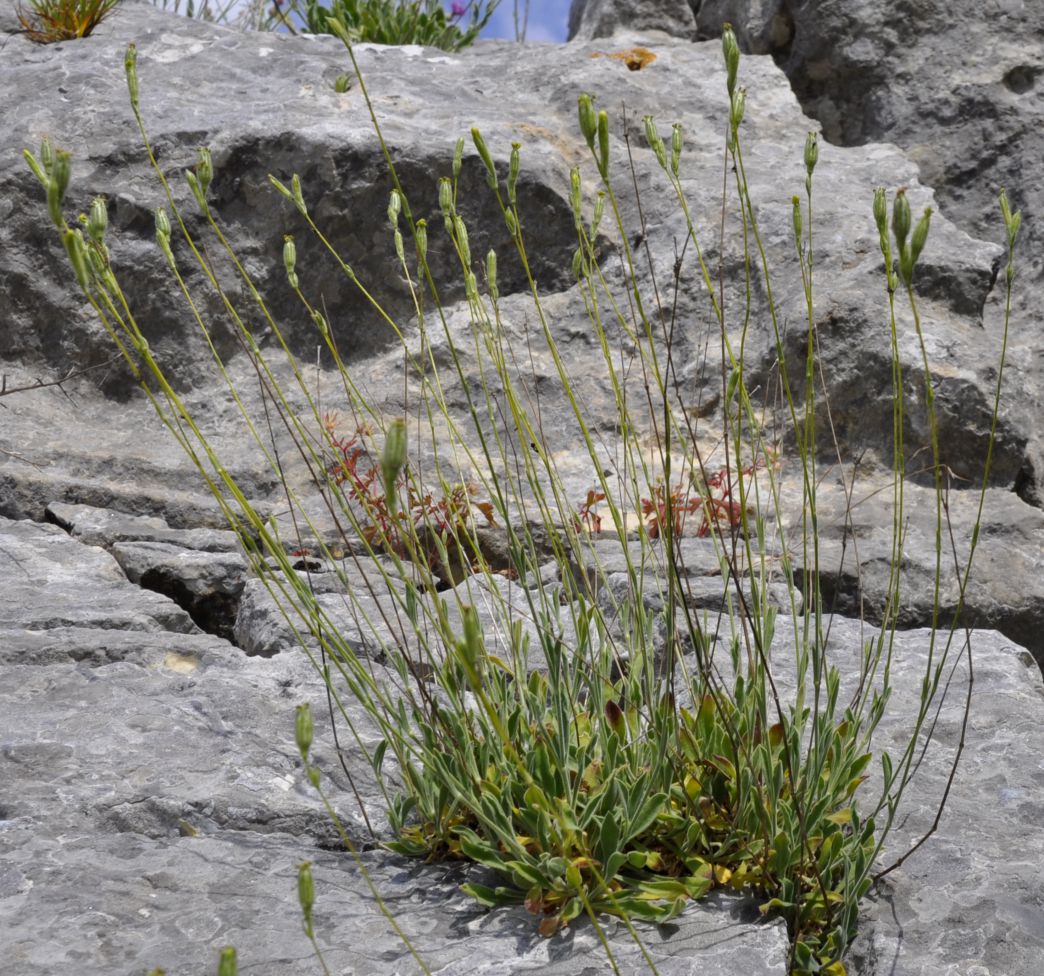 Image of Silene flavescens ssp. thessalonica specimen.