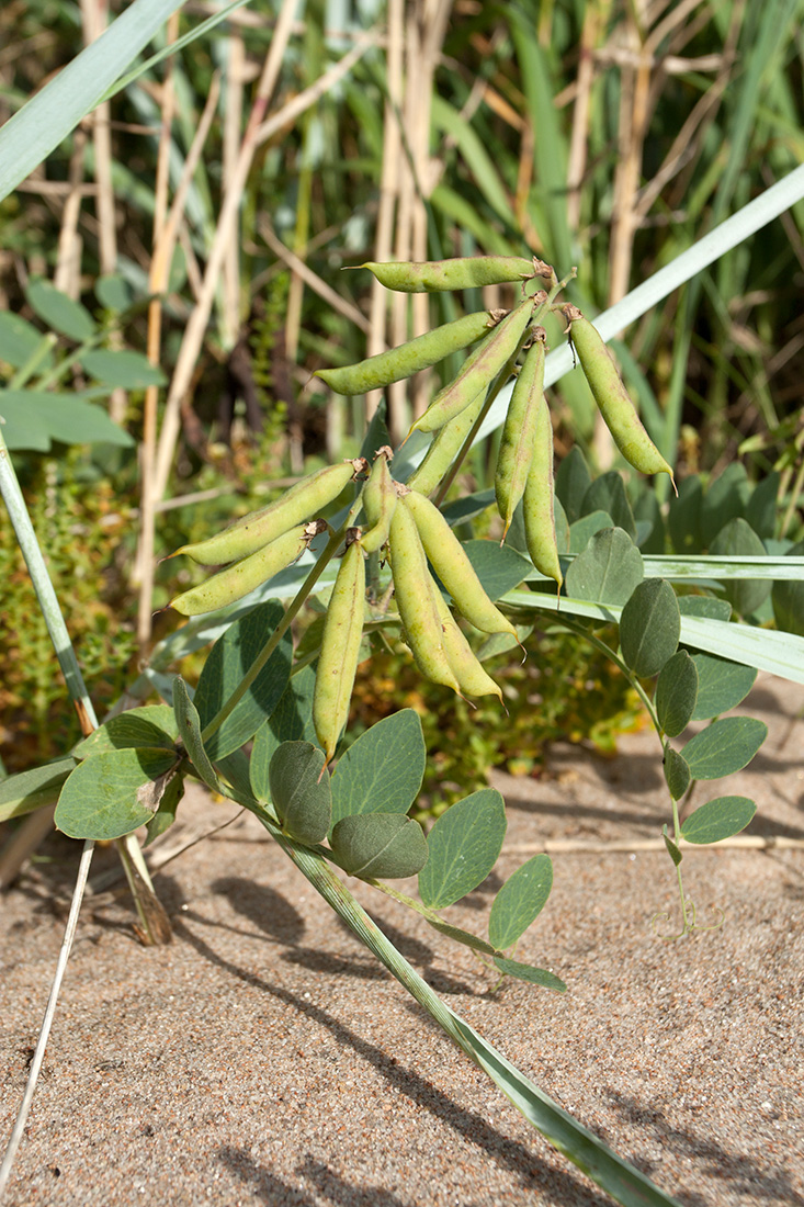 Image of Lathyrus japonicus ssp. pubescens specimen.