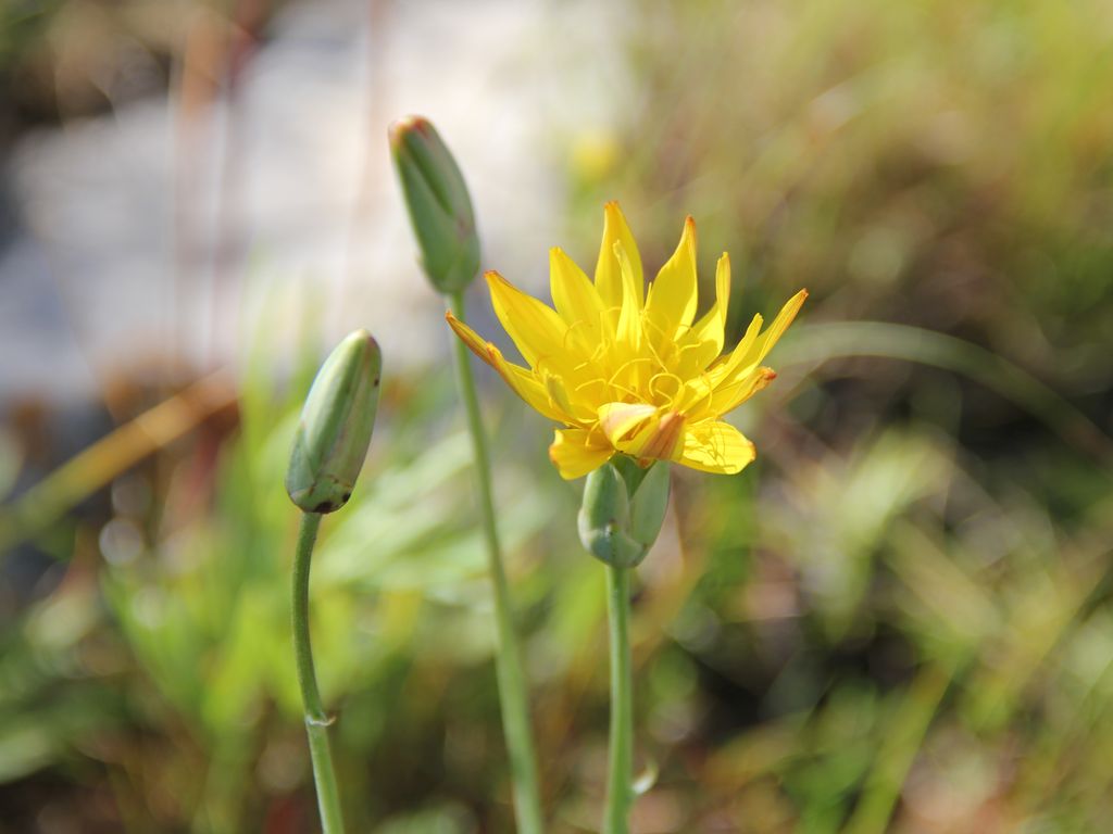 Изображение особи Scorzonera ovata.