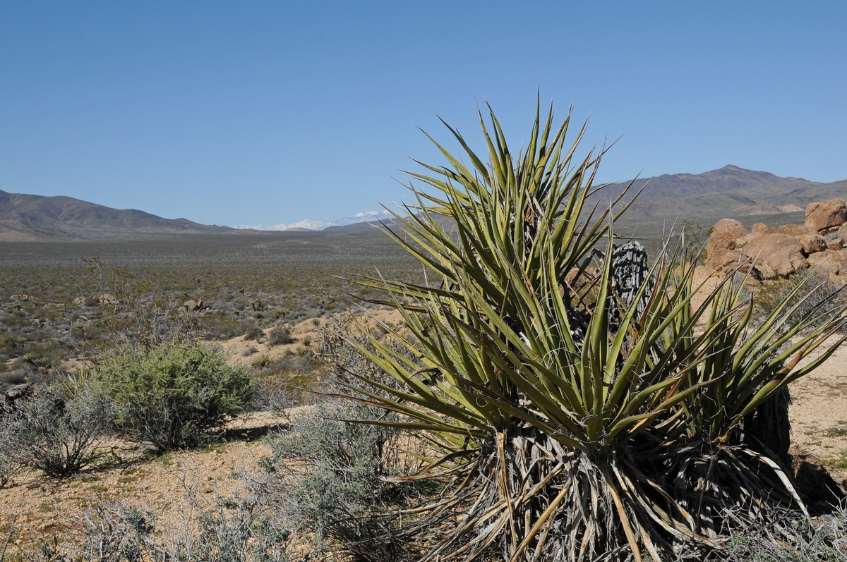 Image of Yucca schidigera specimen.