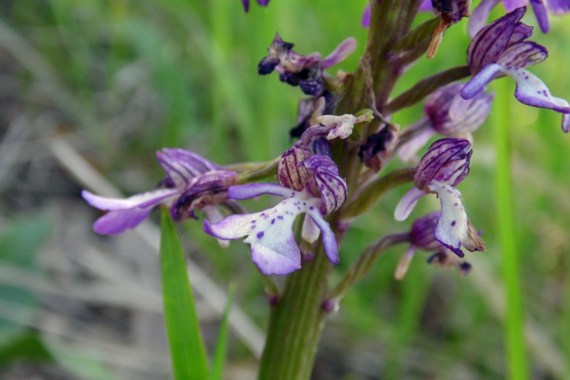 Изображение особи Orchis purpurea ssp. caucasica.