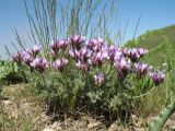 Astragalus falcigerus. Цветущее растение. Южный Казахстан, Сырдарьинский Каратау, горы Улькунбурултау, выс. 900 м н.у.м., пологий мелкоземистый склон западной экспозиции. 4 мая 2017 г.