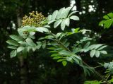 Sorbus aucuparia. Верхушка веточки плодоносящего растения. Бельгия, провинция Льеж, гора Валсенберг, лес у обочины дороги. Июль.