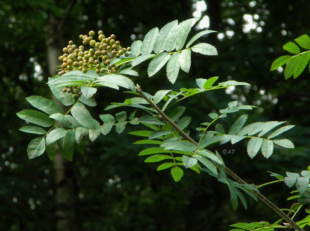 Image of Sorbus aucuparia specimen.