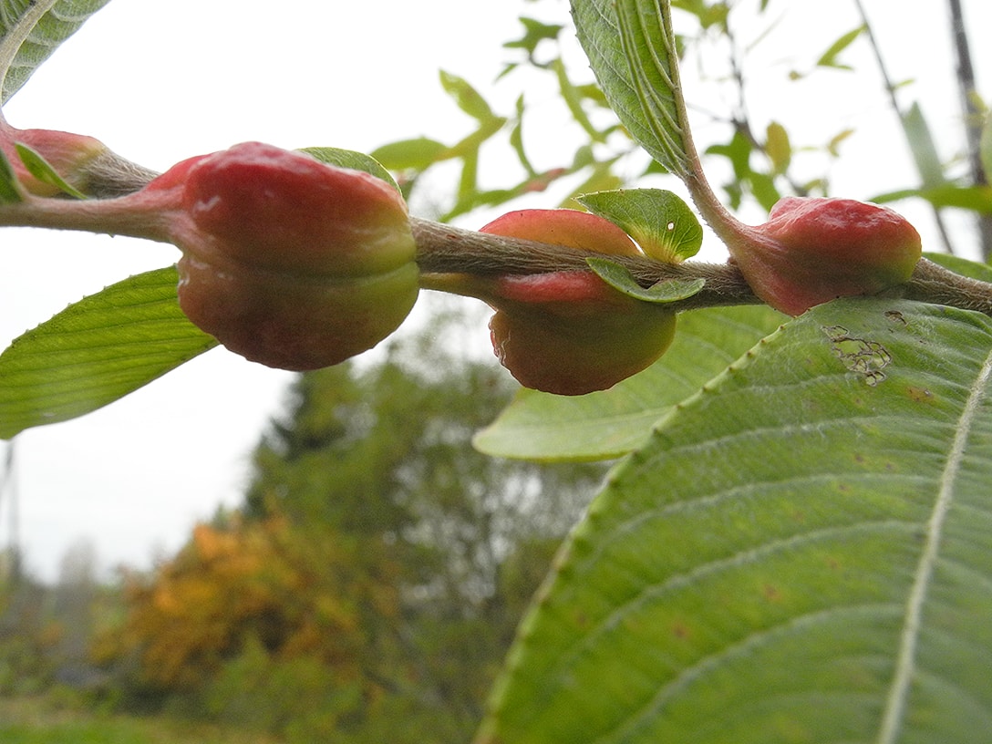 Image of Salix gracilistyla specimen.