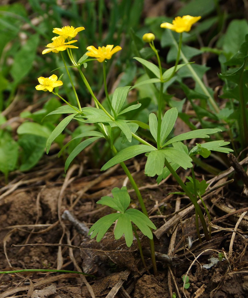 Image of genus Ranunculus specimen.