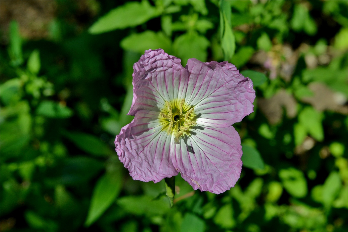 Image of Oenothera speciosa specimen.