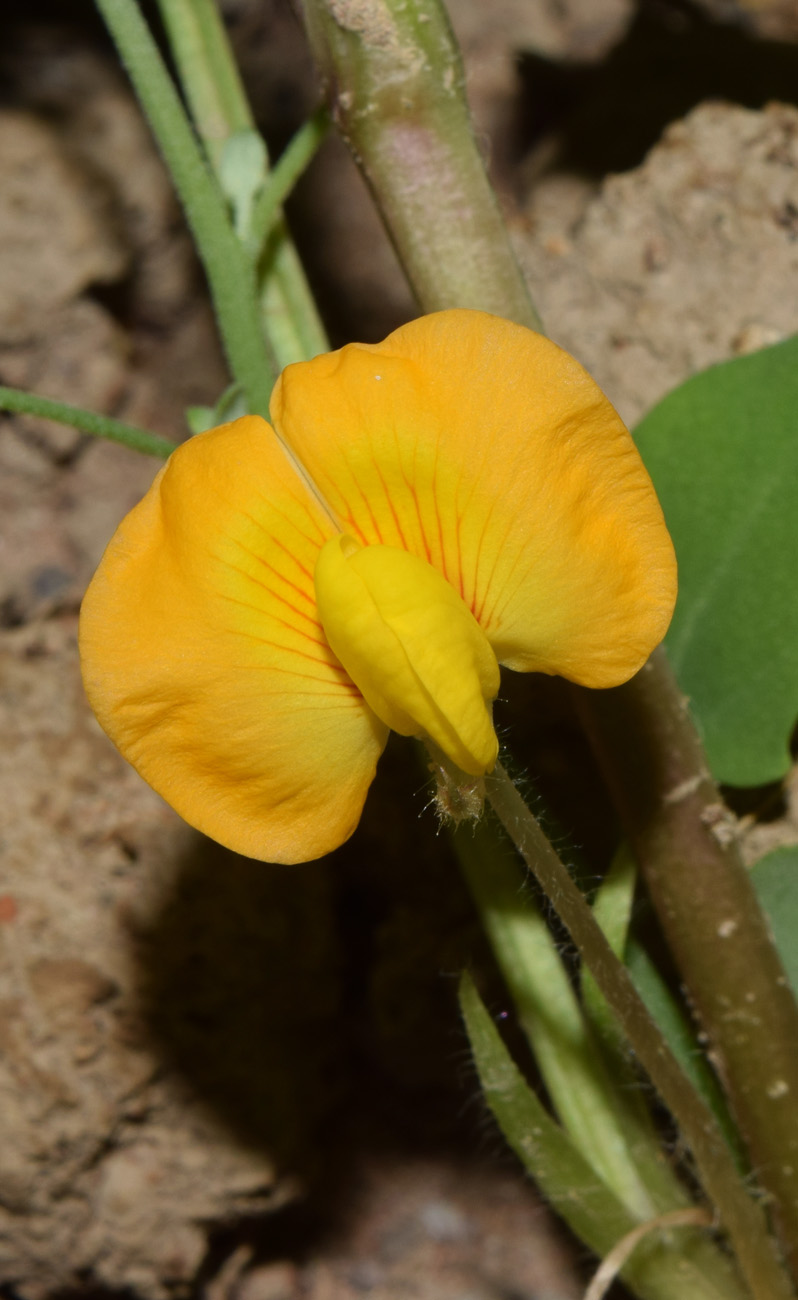 Image of Arachis hypogaea specimen.