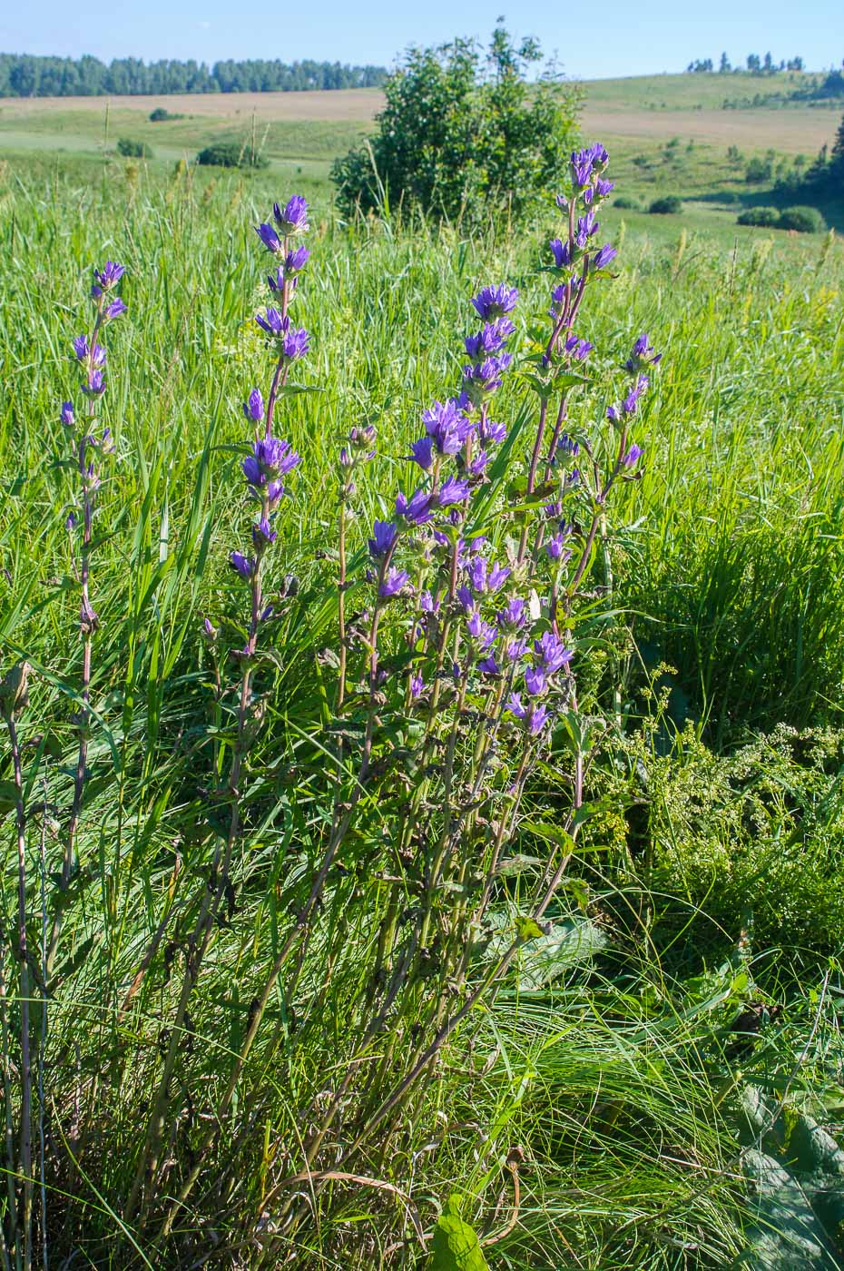 Image of Campanula farinosa specimen.