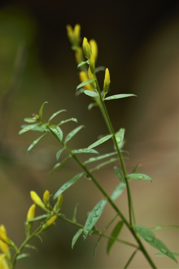 Image of Genista patula specimen.