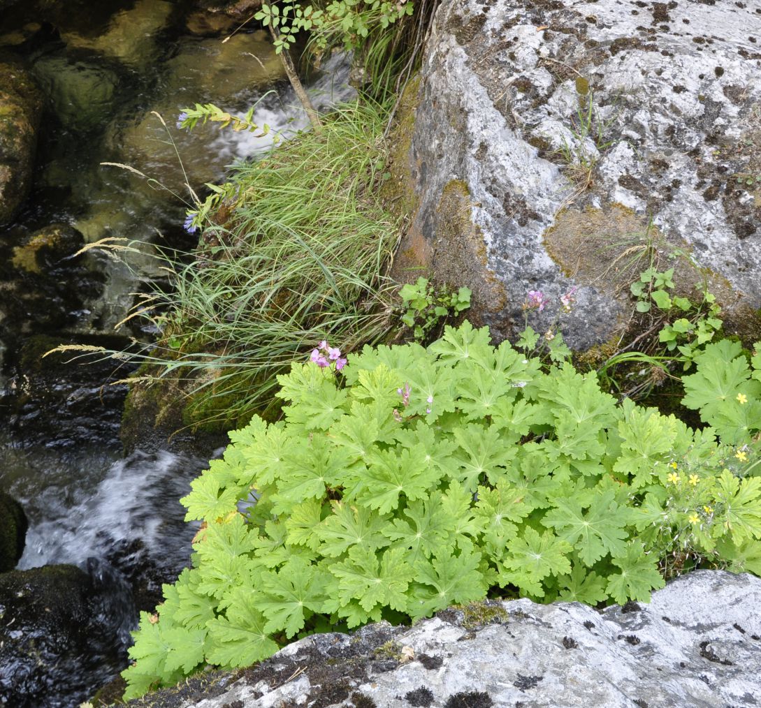 Изображение особи Geranium macrorrhizum.