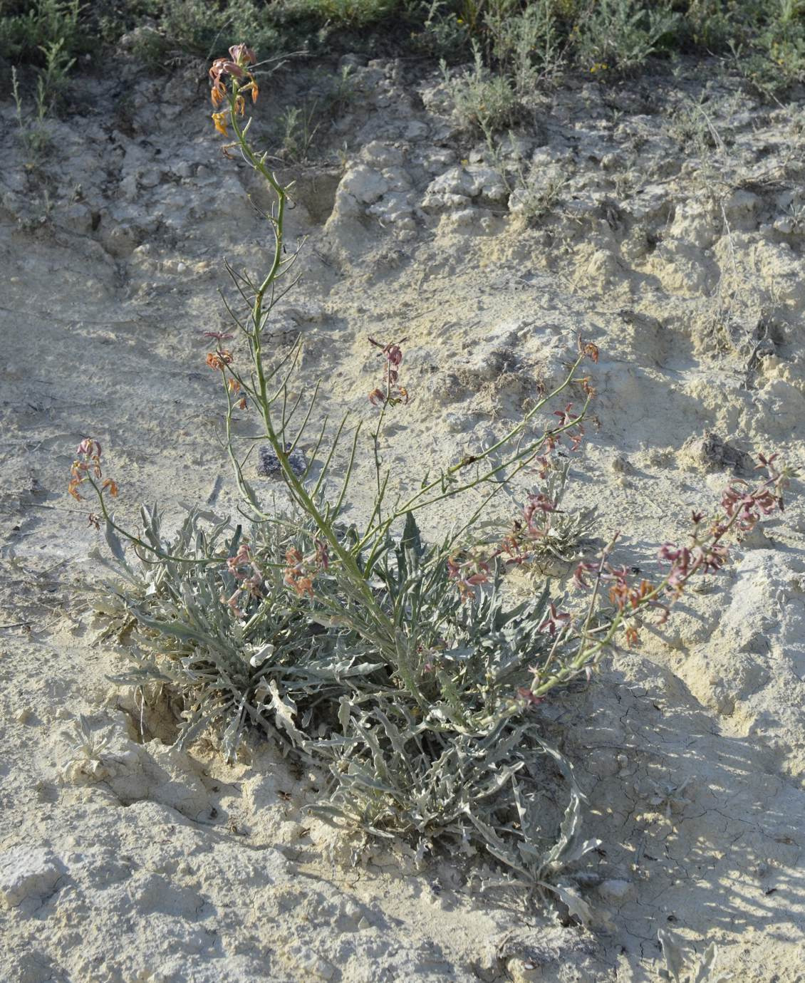 Image of Matthiola fragrans specimen.