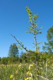 Larix sibirica. Особь подроста. Ленинградская обл., Кировский р-н, окр. дер. Петровщина, луг на известняке. 04.06.2017.