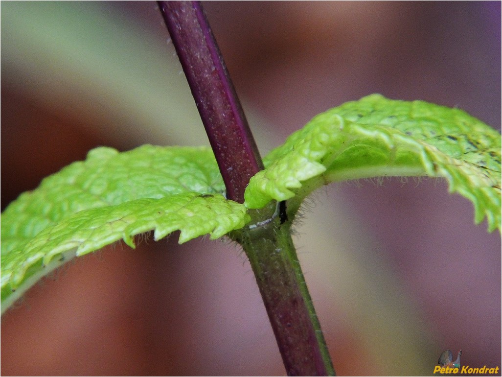 Image of Mentha &times; piperita specimen.