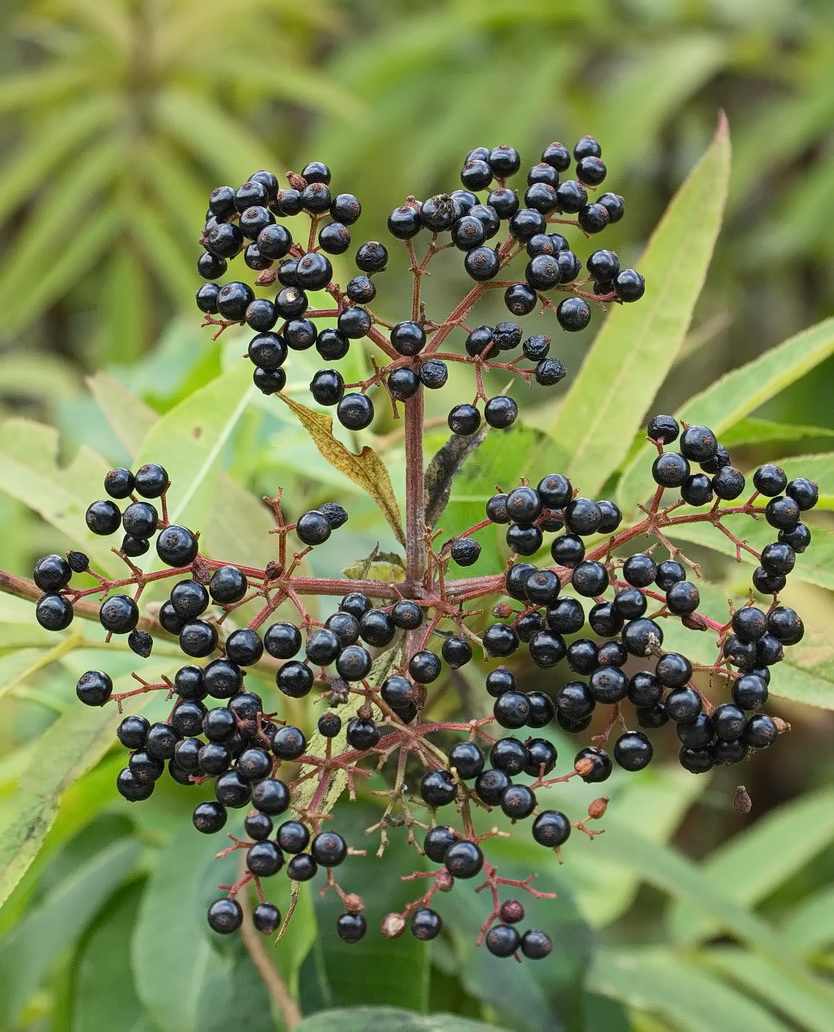 Изображение особи Sambucus ebulus.