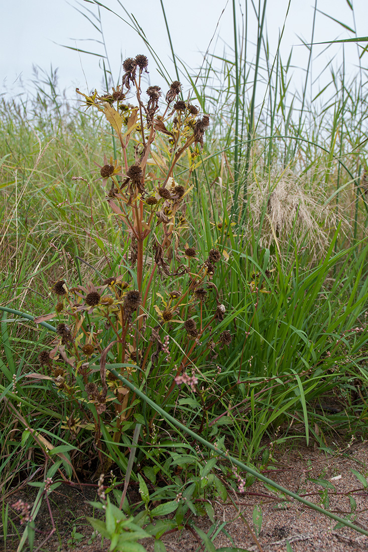 Image of Bidens radiata specimen.