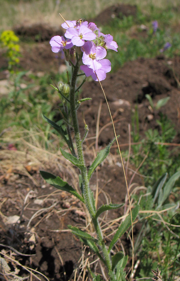 Image of Clausia aprica specimen.