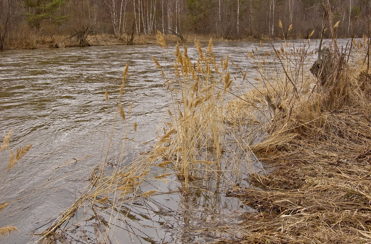 Изображение особи Phragmites australis.