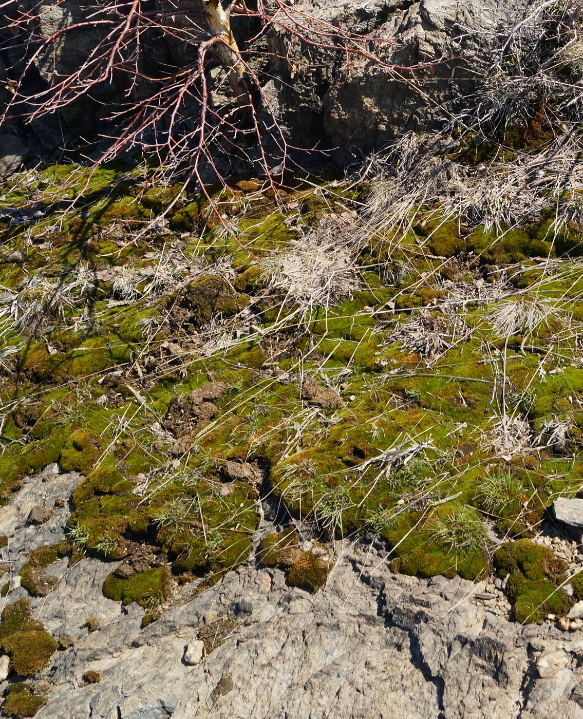 Изображение особи отдел Bryophyta.