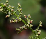 Lipandra polysperma