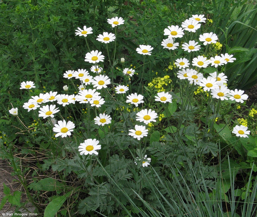 Image of Pyrethrum poteriifolium specimen.