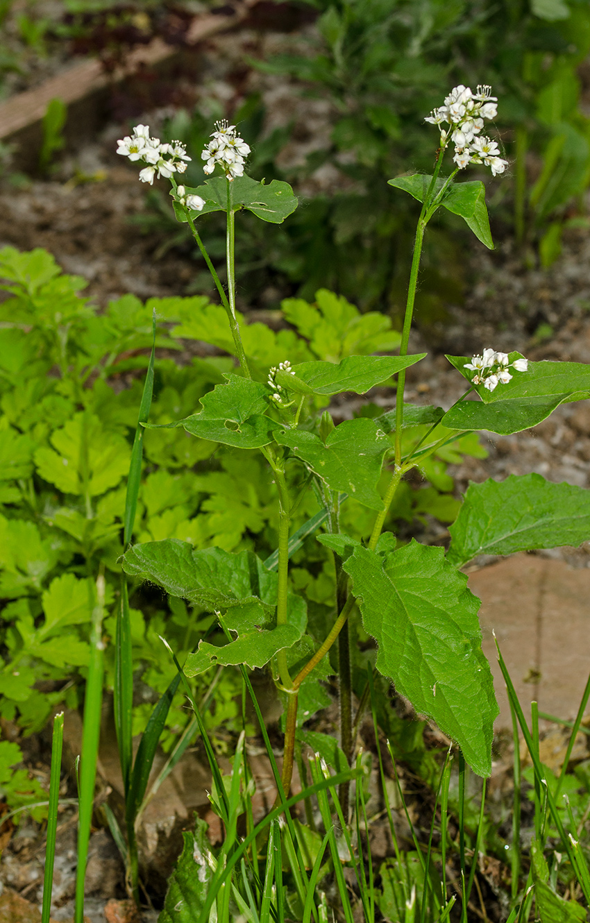 Image of Fagopyrum esculentum specimen.