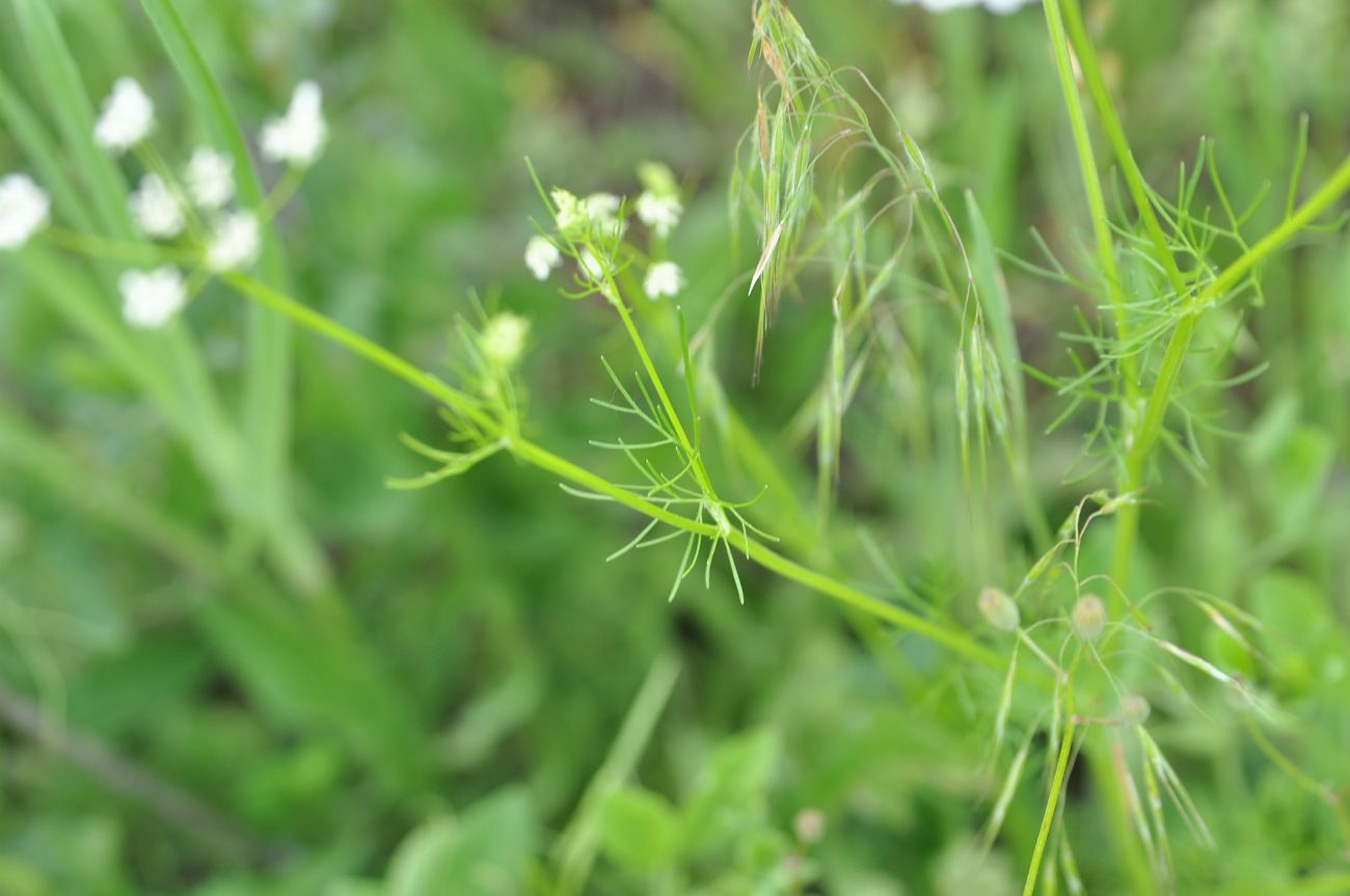 Изображение особи Coriandrum sativum.