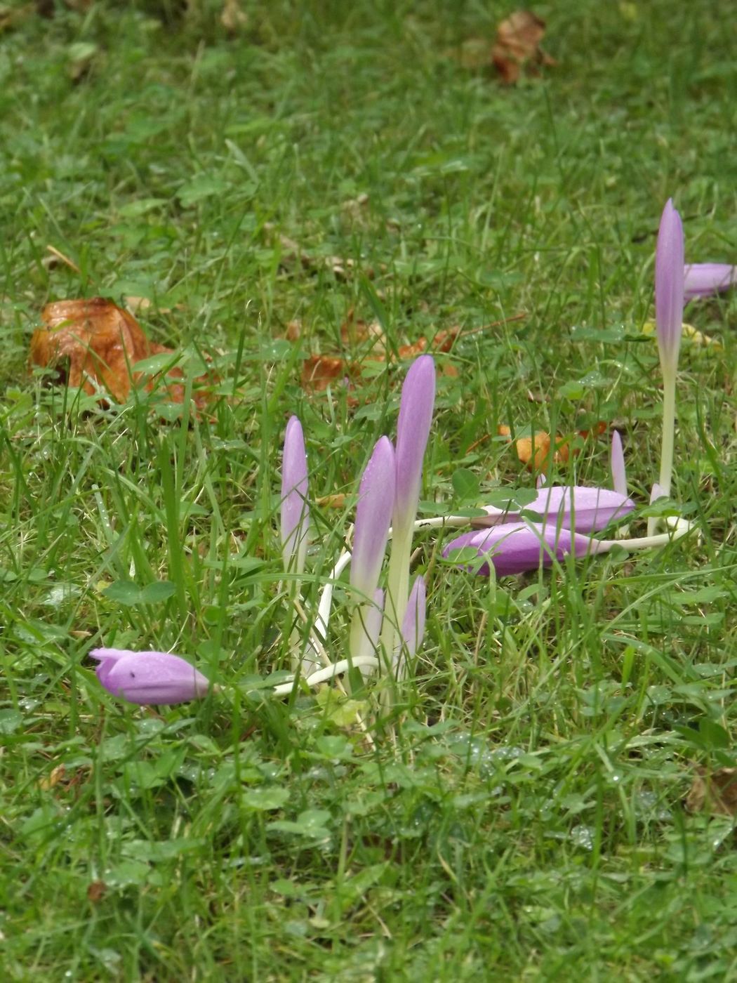 Image of Colchicum autumnale specimen.