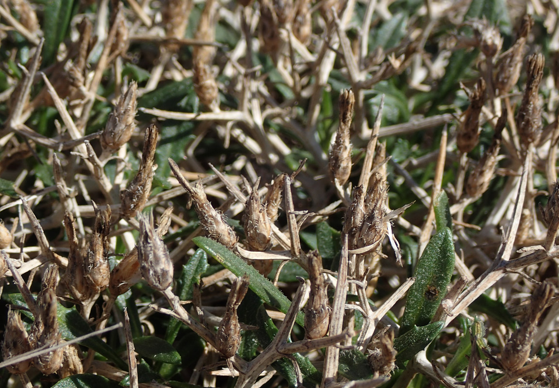 Image of Centaurea spinosa specimen.